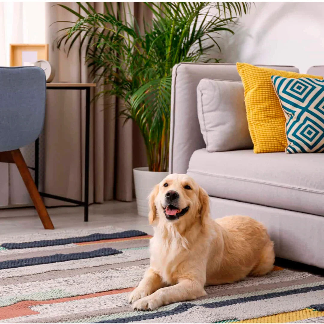 Casa com Pets: Como Deixar o Lar Aconchegante, Estiloso e Pet Friendly